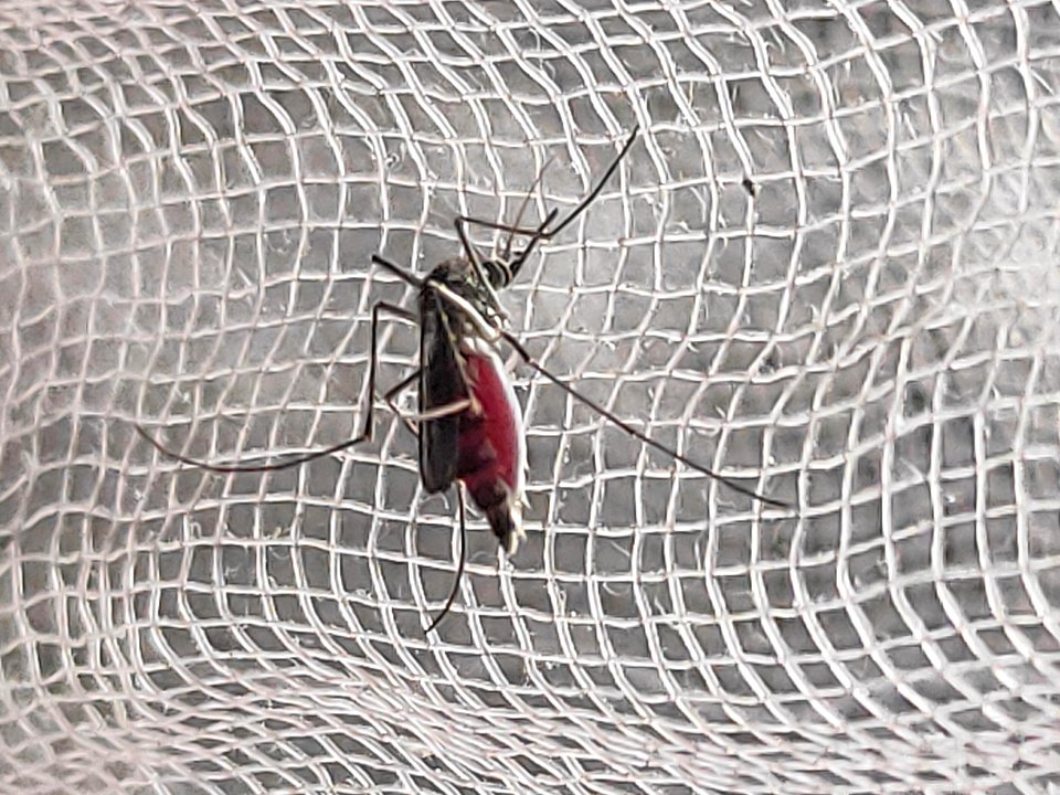 Aedes aegypti, the yellow fever mosquito