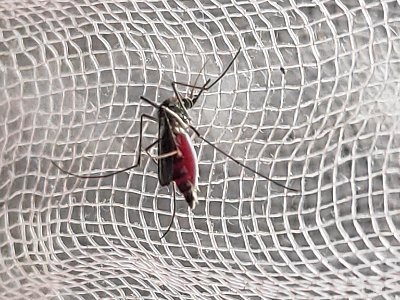 Aedes aegypti, the yellow fever mosquito