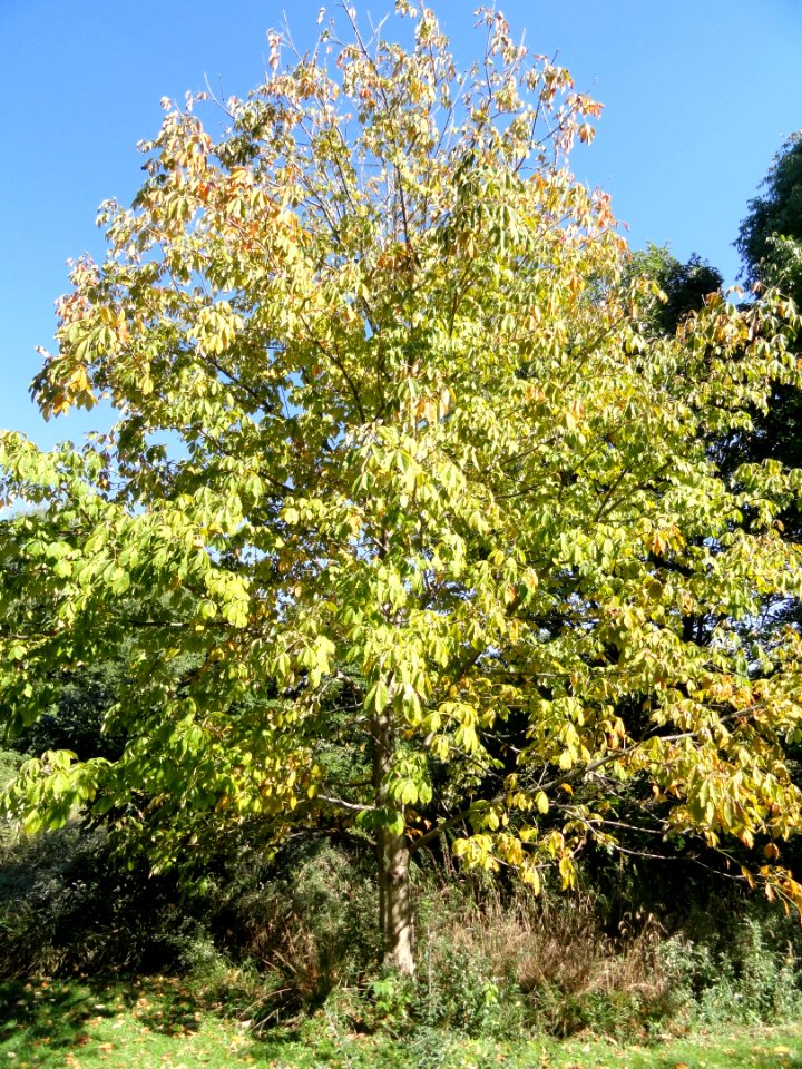 Aesculus flava - University of Kentucky Arboretum - DSC09346