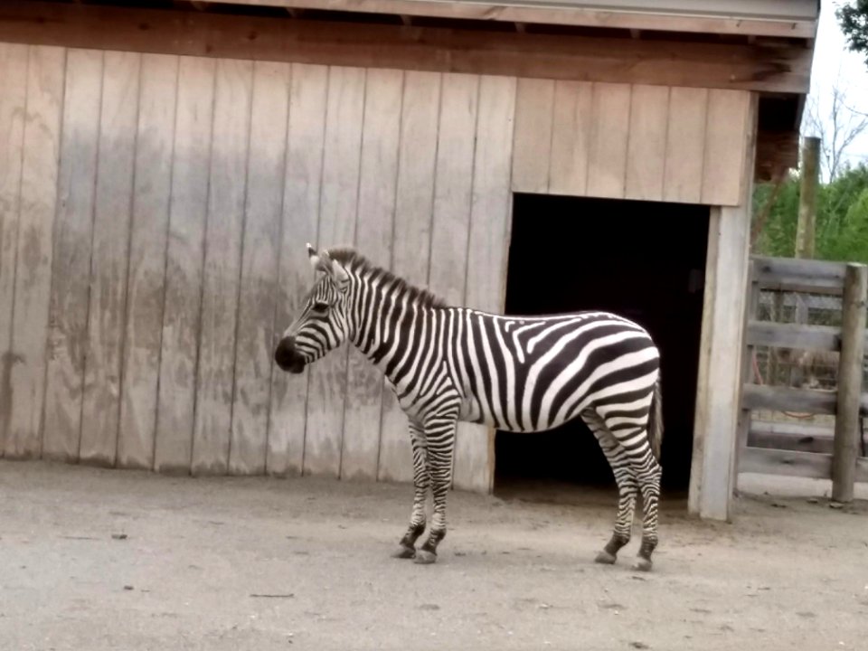 AE petting zoo zebra