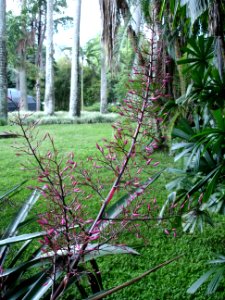Aechmea spectabilis (12)