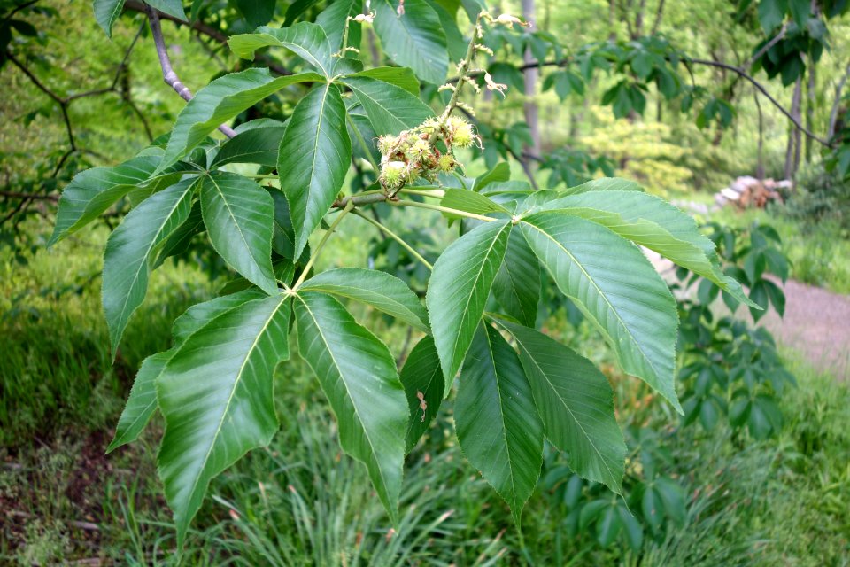Aesculus glabra - Stanley M. Rowe Arboretum - DSC03417