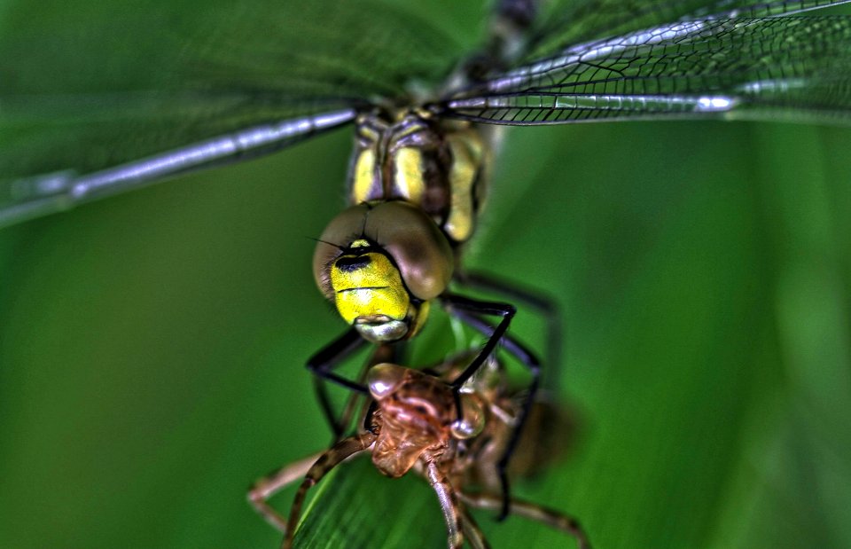Aeshna cyanea - Blau-Grüne Mosaikjungfer - Imago & Exuvia