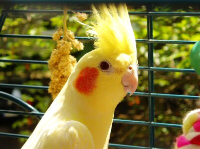 Parakeet spring bonnet animals photo