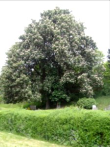 Aesculus cemetery Rothenberga photo