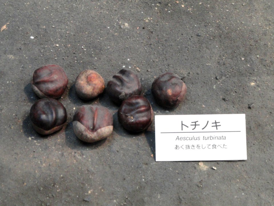 Aesculus turbinata - Osaka Museum of Natural History - DSC07729