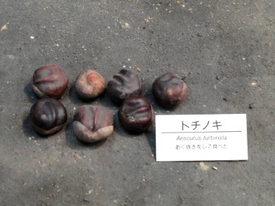 Aesculus turbinata - Osaka Museum of Natural History - DSC07729
