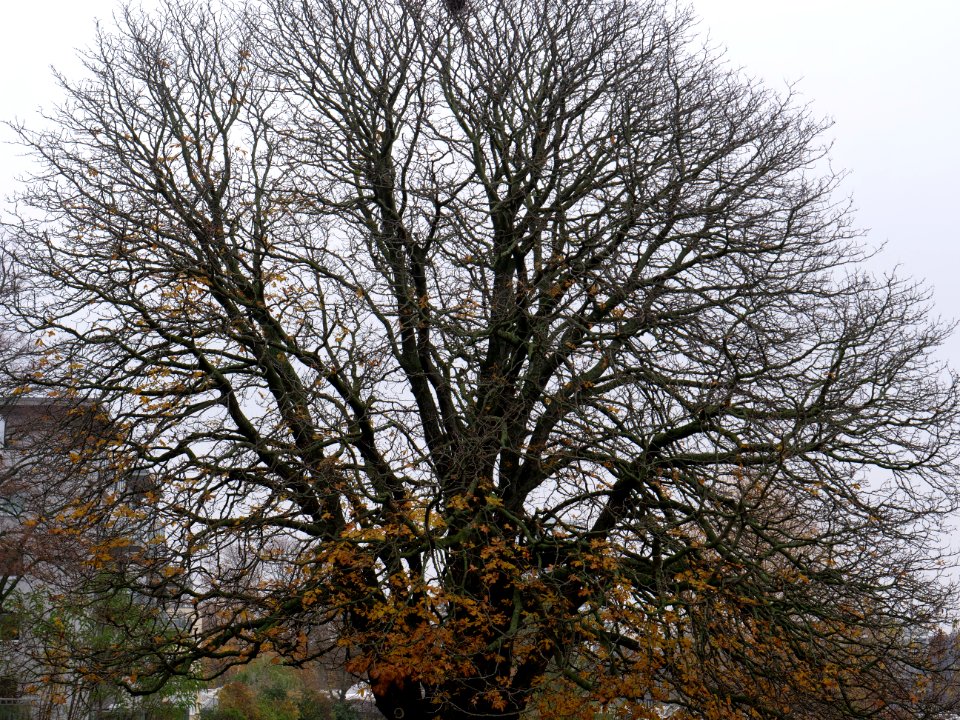 Aesculus next to Havel at Zum alten Strandbad on 2019-11-21 05
