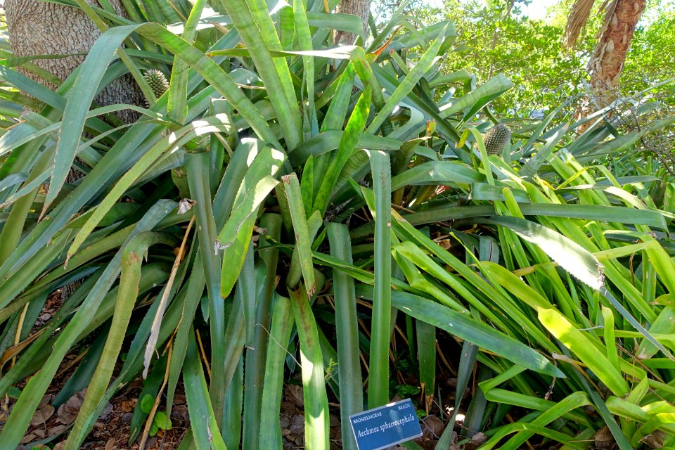 Aechmea sphaerocephala - Marie Selby Botanical Gardens - Sarasota, Florida - DSC01351