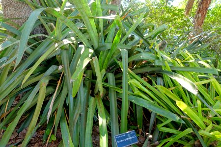 Aechmea sphaerocephala - Marie Selby Botanical Gardens - Sarasota, Florida - DSC01351