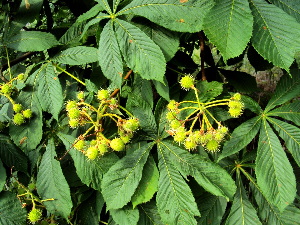 Aesculus hippocastanum malé plody