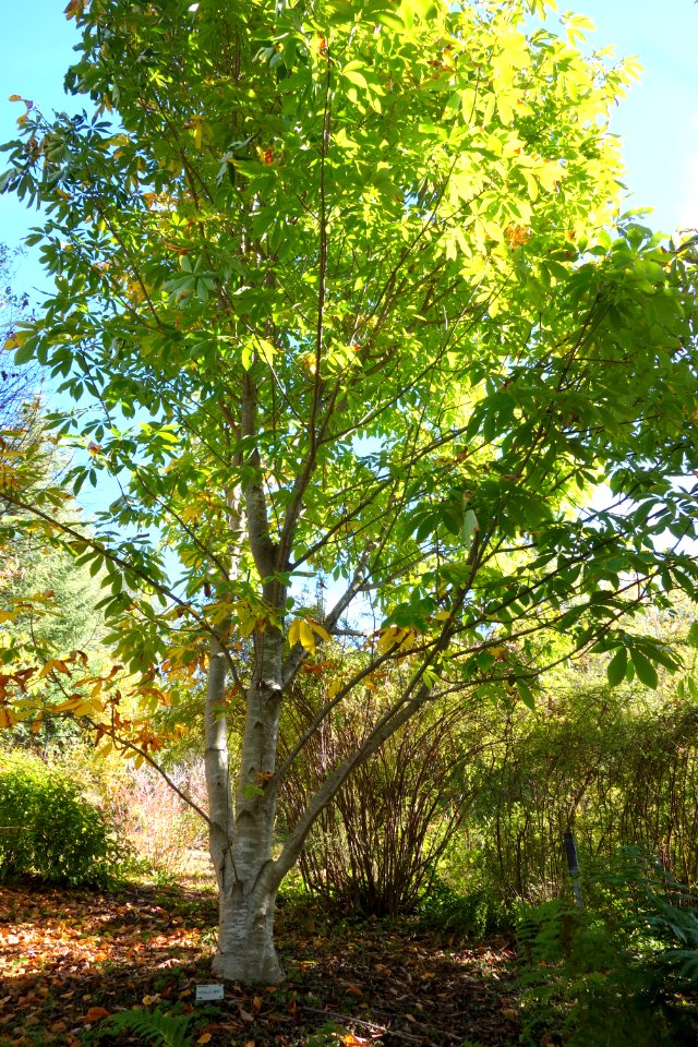 Aesculus indica - Quarryhill Botanical Garden - DSC03565