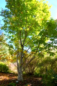 Aesculus indica - Quarryhill Botanical Garden - DSC03565