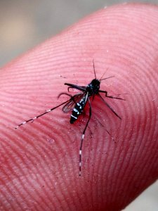 Aedes aegypti - Dengue Mosquito