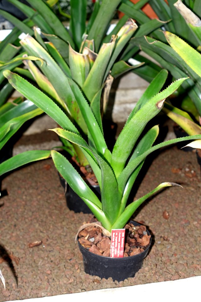 Aechmea smithiorum - Botanischer Garten - Heidelberg, Germany - DSC01247