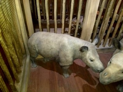 AE rhino photo