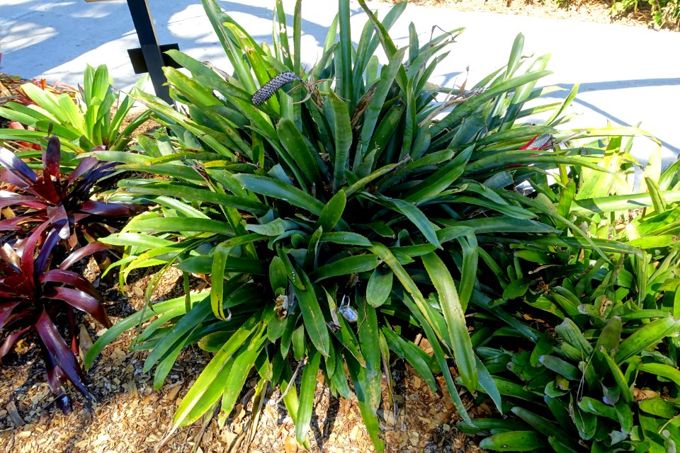 Aechmea maculata - Marie Selby Botanical Gardens - Sarasota, Florida - DSC01692