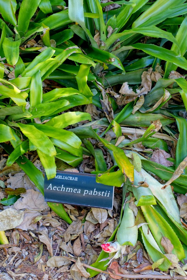 Aechmea pabstii - Marie Selby Botanical Gardens - Sarasota, Florida - DSC01362