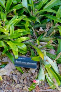 Aechmea pabstii - Marie Selby Botanical Gardens - Sarasota, Florida - DSC01362