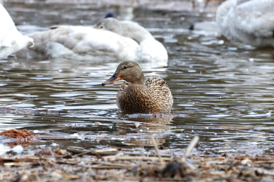 Wild birds wild animal water