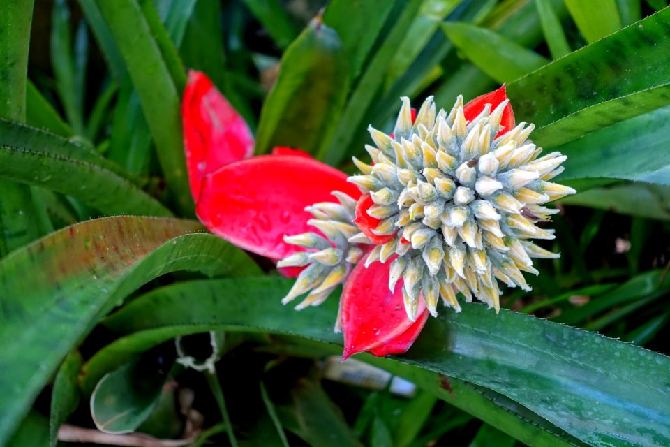 Aechmea tomentosa - Marie Selby Botanical Gardens - Sarasota, Florida - DSC00910