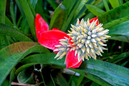 Aechmea tomentosa - Marie Selby Botanical Gardens - Sarasota, Florida - DSC00910