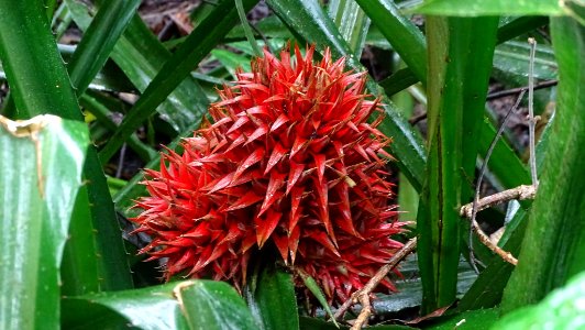 Aechmea magdalenae 58396816