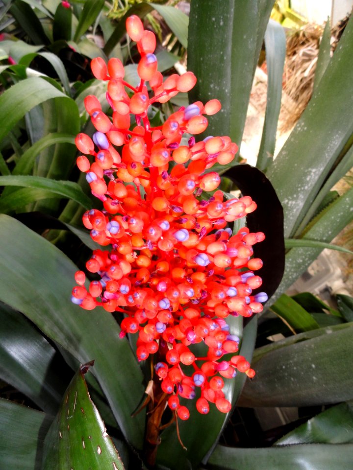 Aechmea miniata - Lyman Plant House, Smith College - DSC04234