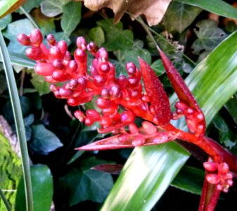 Aechmea x "Red Wing"