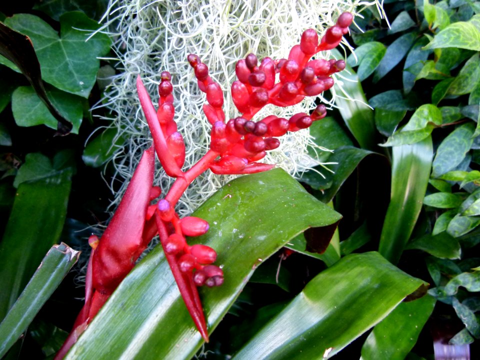 Aechmea x "Red Wing" 2