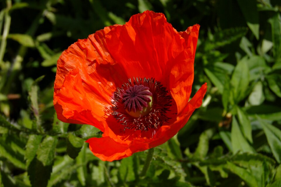 Bloom wildflowers klatschmohn photo