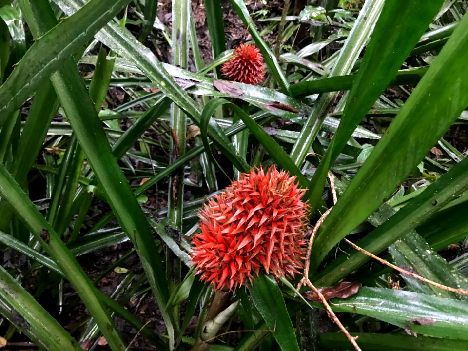 Aechmea magdalenae 58391046
