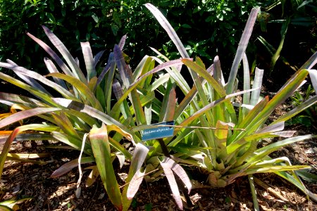Aechmea alopecurus - Marie Selby Botanical Gardens - Sarasota, Florida - DSC01706