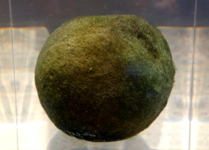 Aegagropila linnaei - National Museum of Nature and Science, Tokyo - DSC06861