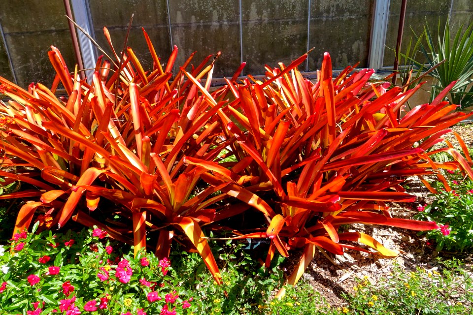 Aechmea blanchetiana - Marie Selby Botanical Gardens - Sarasota, Florida - DSC01732