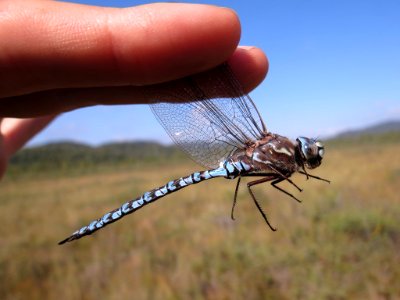 Aeshna sitchensis 13280849