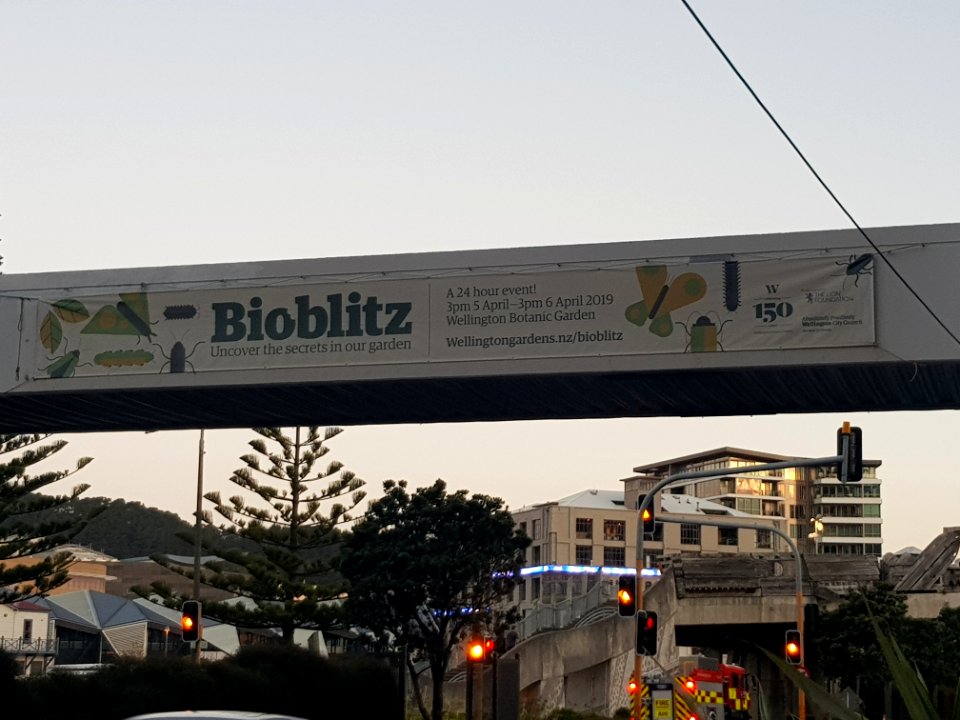Advertising banner for BioBlitzWBG