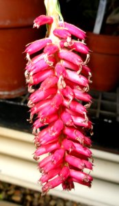 Aechmea cylindrata - Lyman Plant House, Smith College - DSC04232