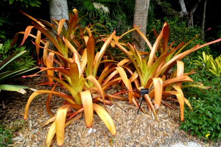 Aechmea blanchetiana - McKee Botanical Garden - Vero Beach, Florida - DSC02949