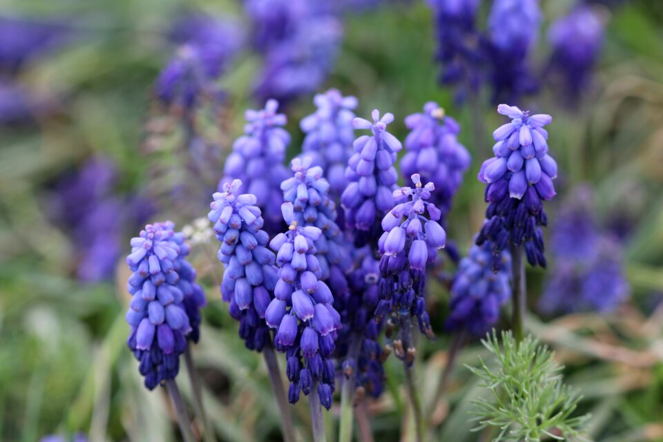 Nature flower picture flower