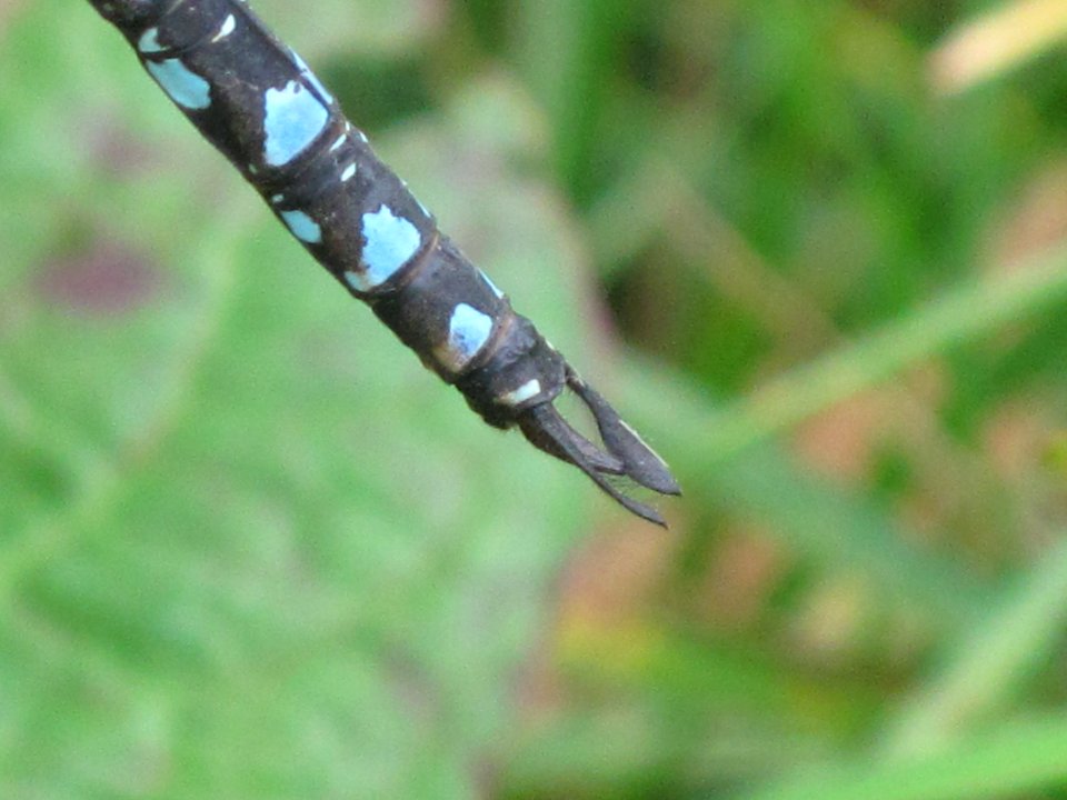 Aeshna mixta (Migrant Hawker) male genitalia, Arnhem, the Netherlands
