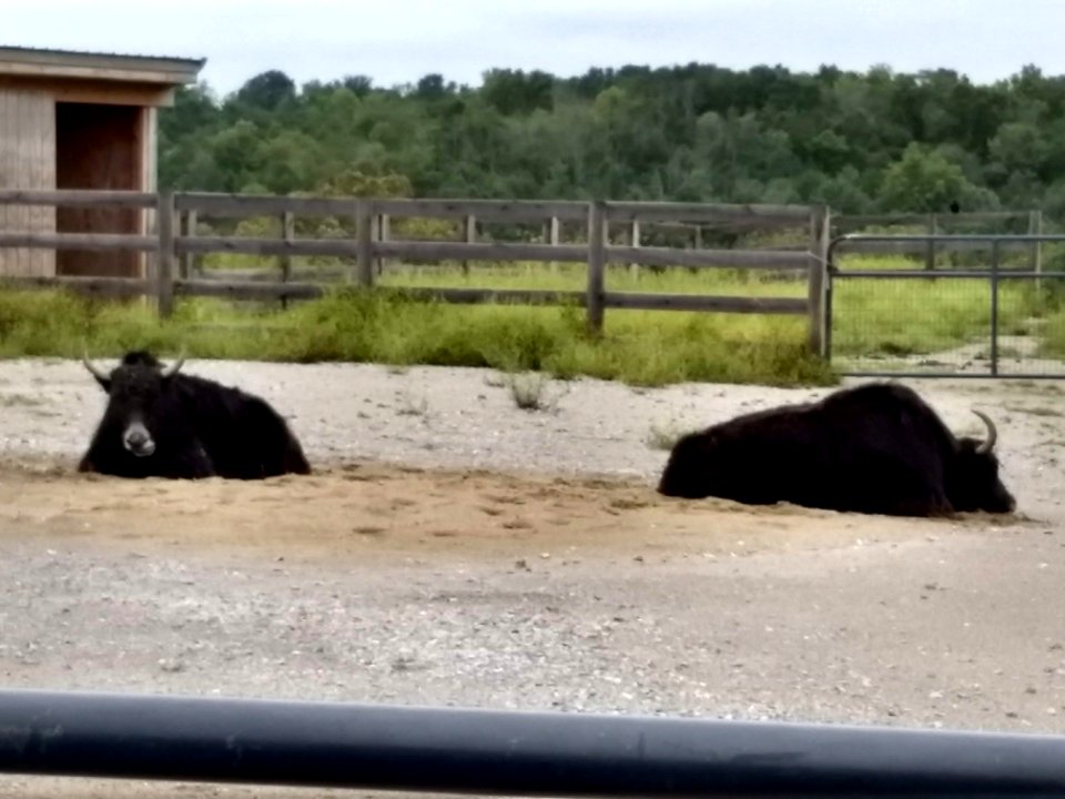 AE petting zoo yaks
