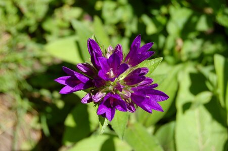 Bloom plant purple