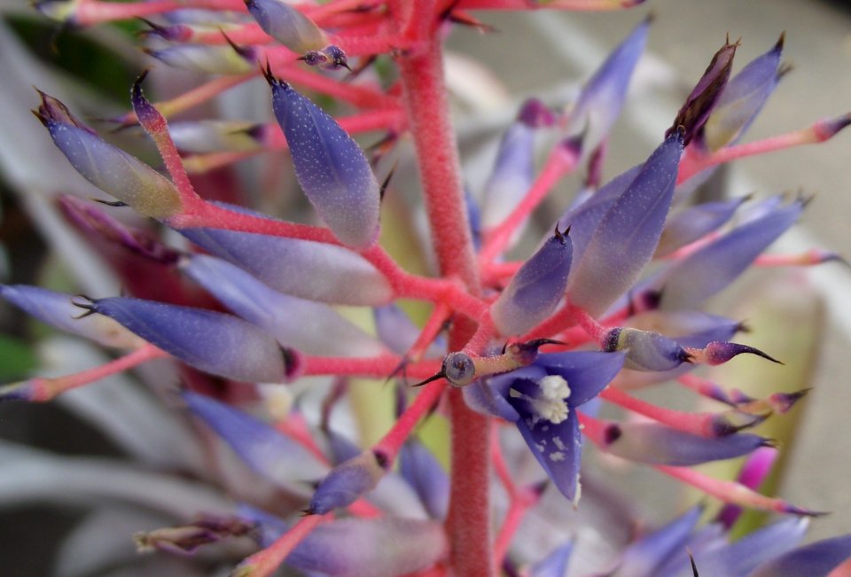 Aechmea fendleri