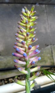 Aechmea cylindrata - Lyman Plant House, Smith College - DSC04229