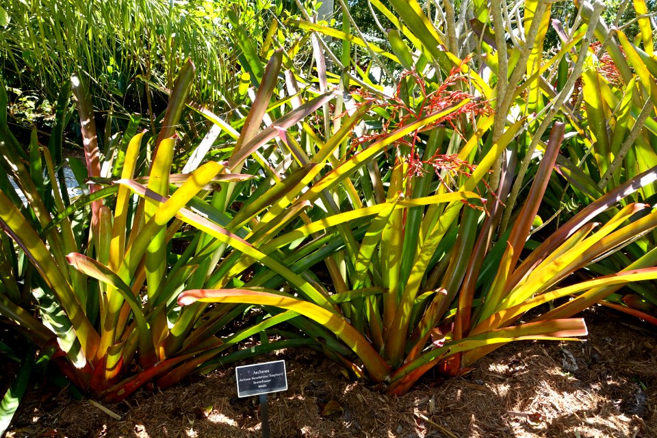Aechmea blanchetiana 'Raspberry' - Naples Botanical Garden - Naples, Florida - DSC09694