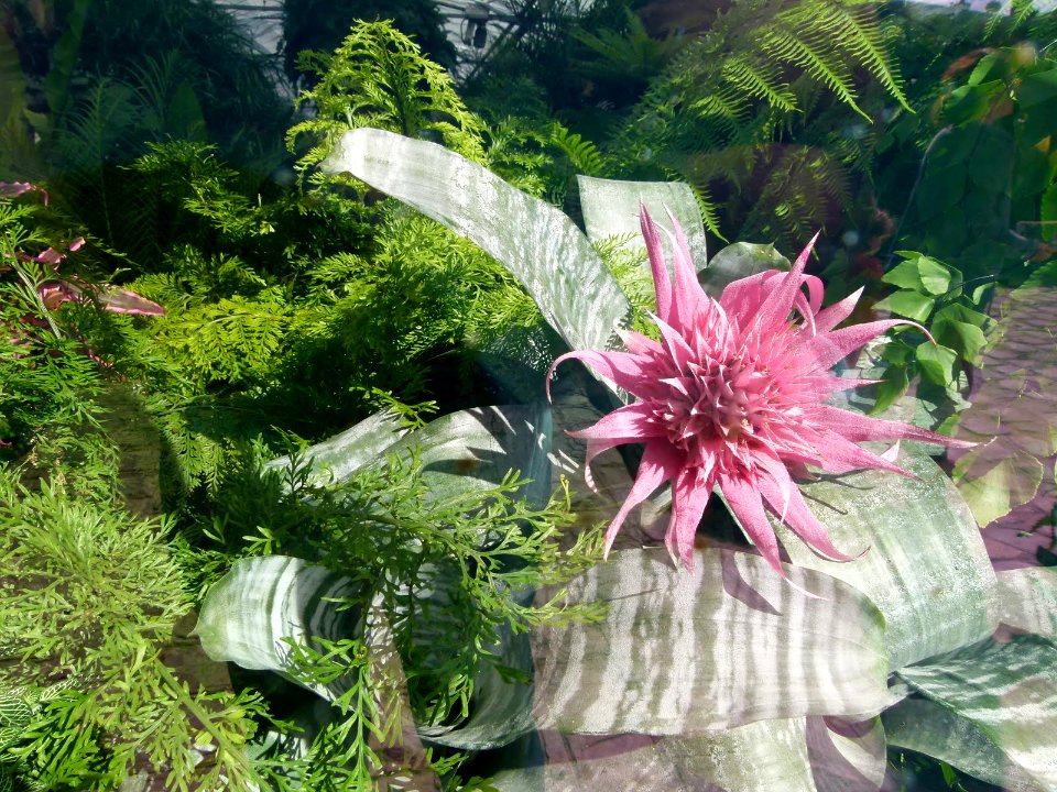 Aechmea fasciata serres du Luxembourg