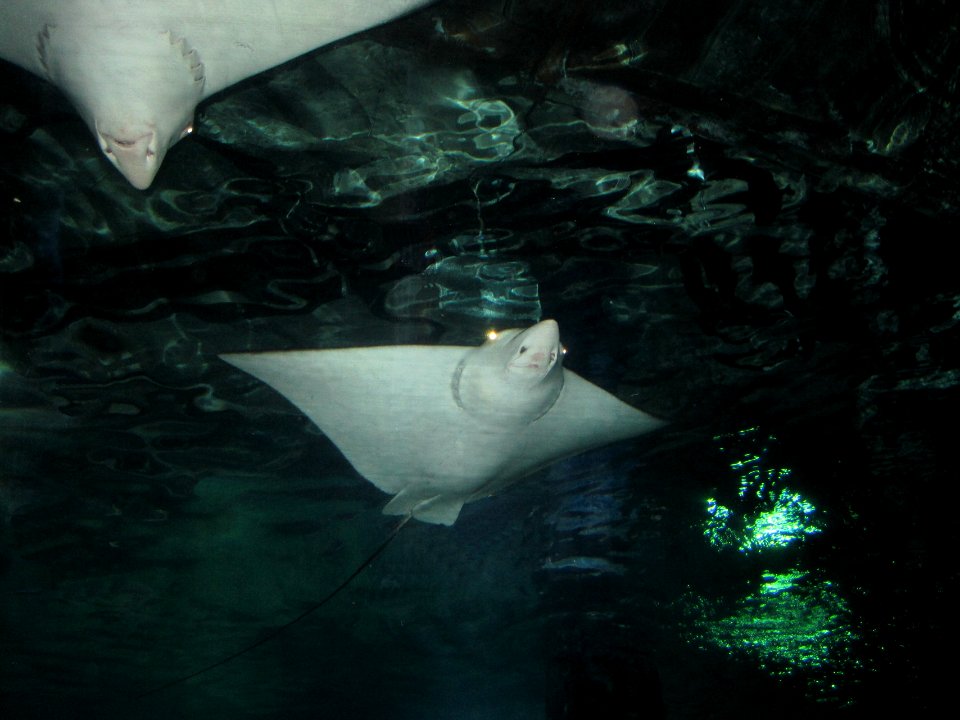 Aetobatus narinari (White-spotted eagle ray), Burgers zoo, Arnhem, the Netherlands - 2