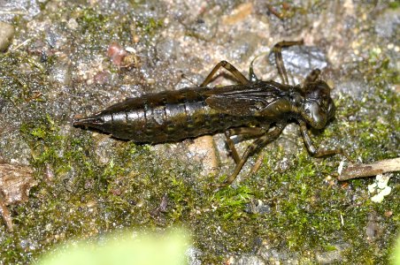 Aeshna-cyanea-Goettingen-01