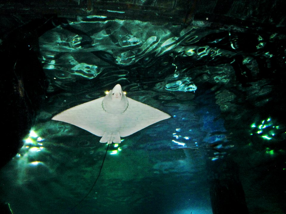 Aetobatus narinari (White-spotted eagle ray), Burgers zoo, Arnhem, the Netherlands